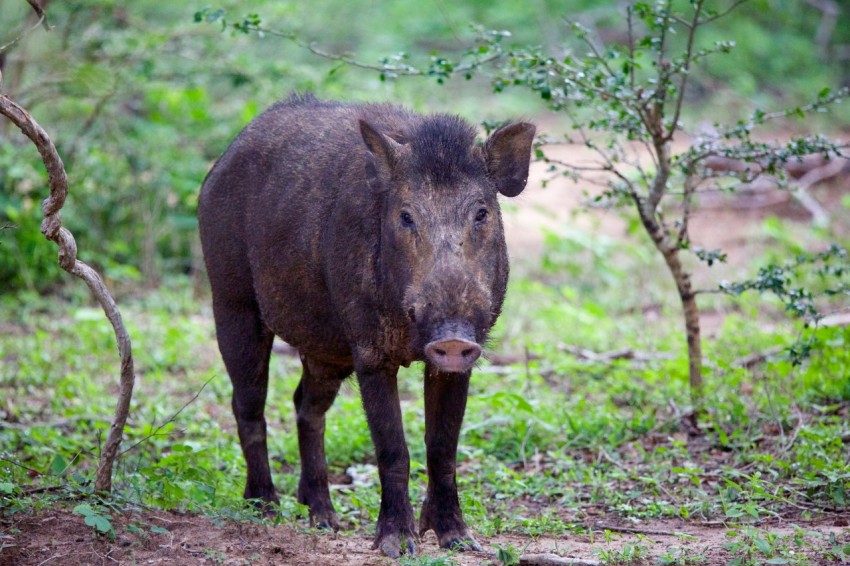 a wild boar is standing in a wooded area