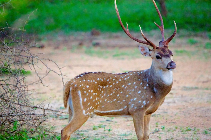 a deer standing in a field next to a tree