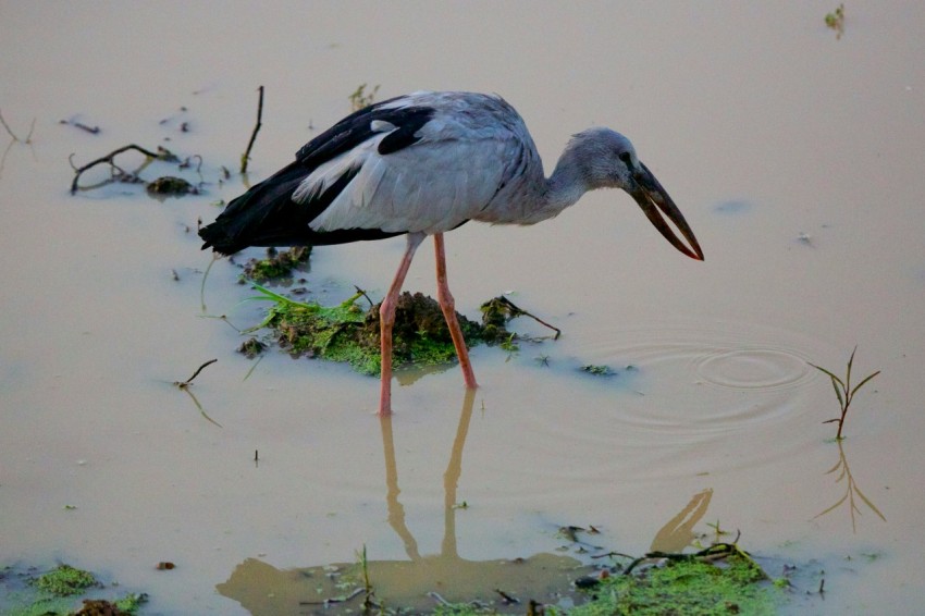 a bird with a long beak standing in the water