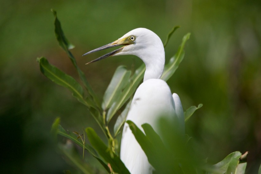 a close up of a white bird in a tree