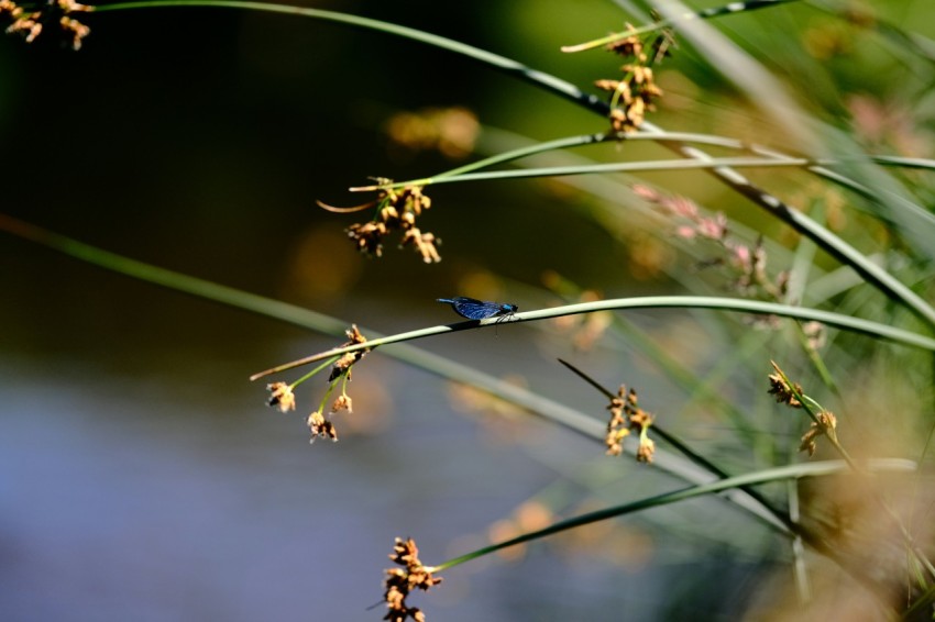 a blue bird sitting on top of a green plant