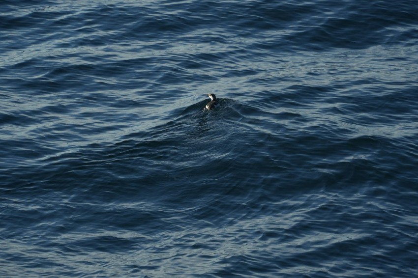 a bird swimming in the middle of the ocean