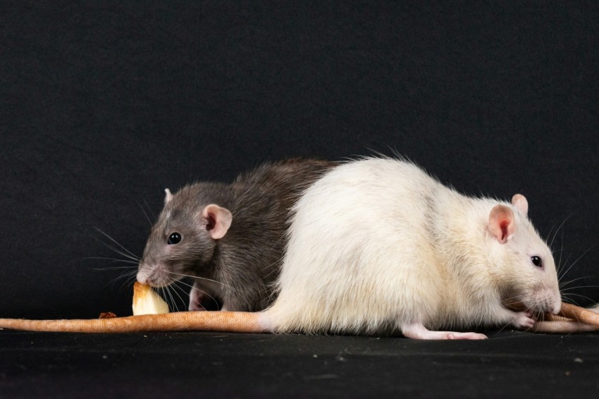 a couple of rat eating a piece of bread