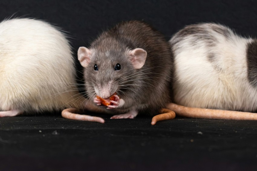 a group of three mice eating a piece of food K