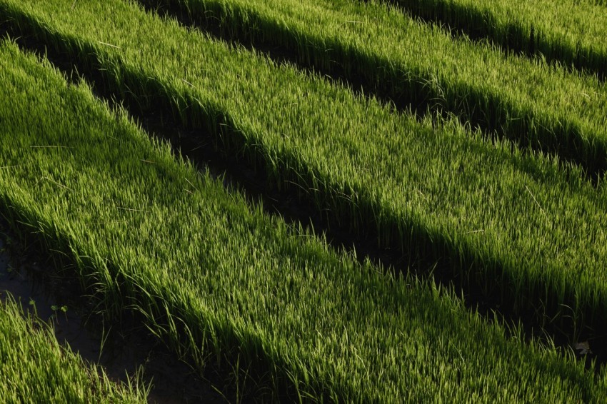 a row of rows of green grass in a field