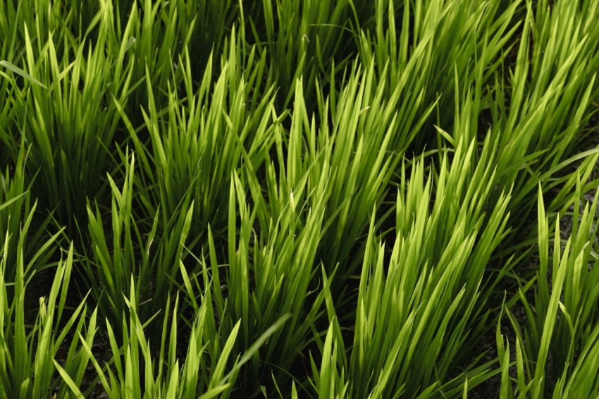 a close up of a green grass field