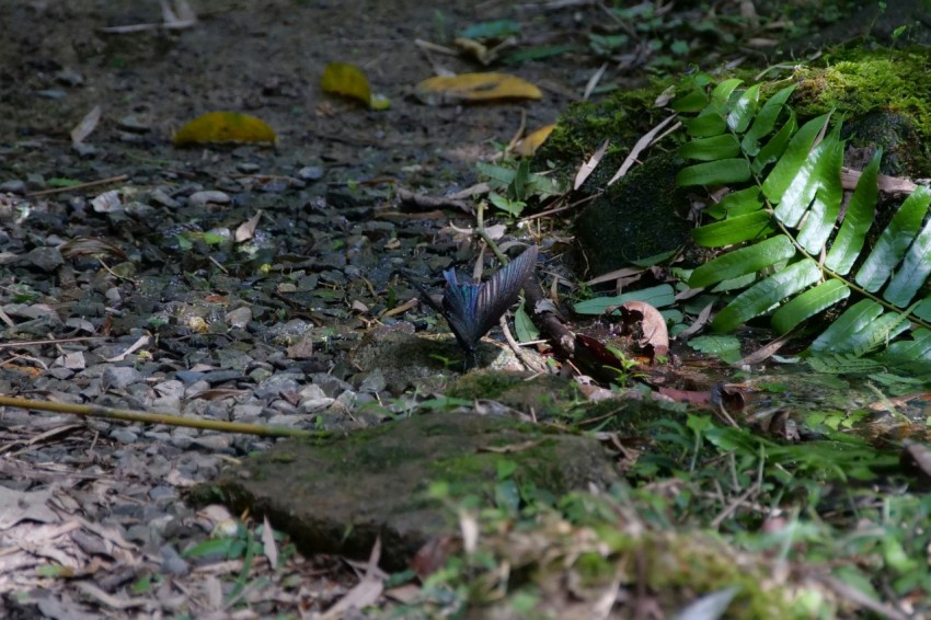 a bird is standing on the ground in the woods