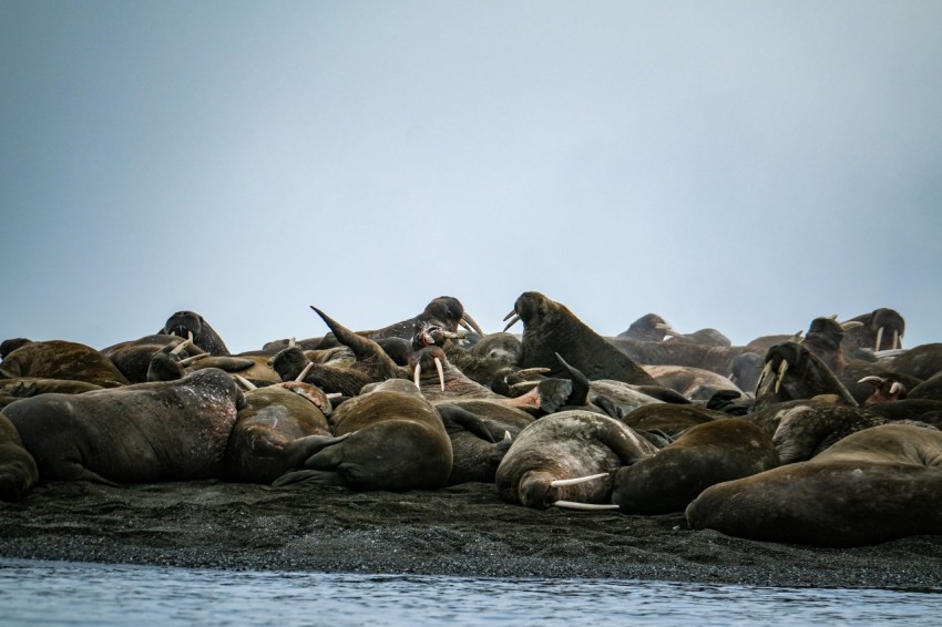 a large group of sea lions resting on the beach