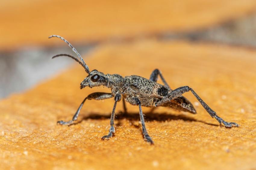 a close up of a bug on a wooden surface