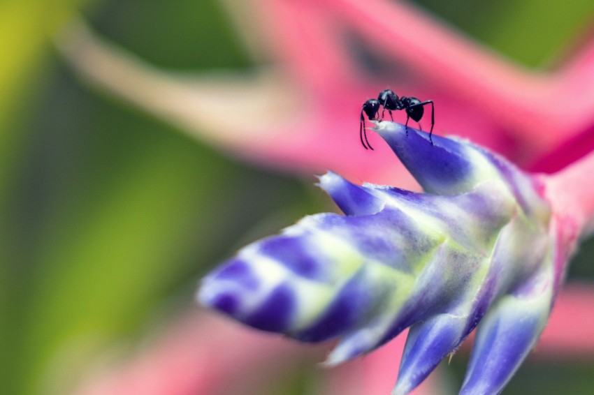 a close up of a flower with a bug on it