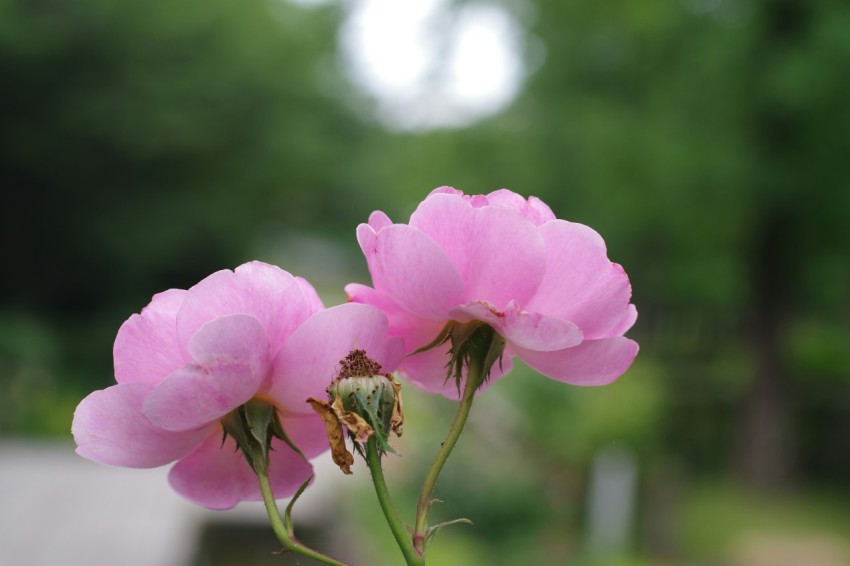 a close up of a pink flower with a blurry background