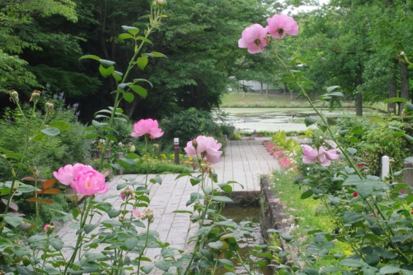 a garden filled with lots of pink flowers