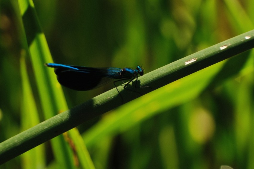 a blue and black insect sitting on top of a green plant