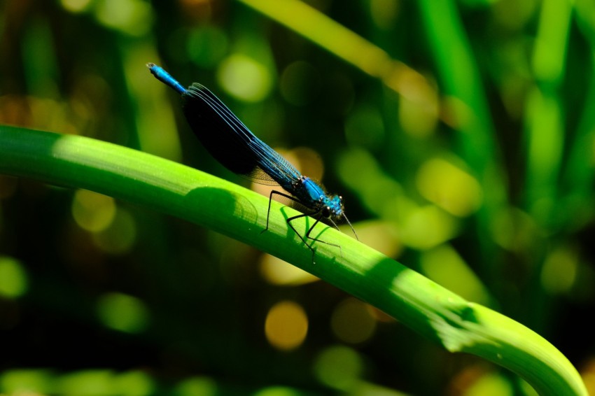 a small blue insect sitting on top of a green plant