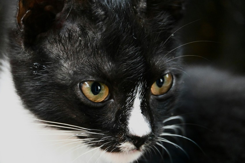 a black and white cat with yellow eyes