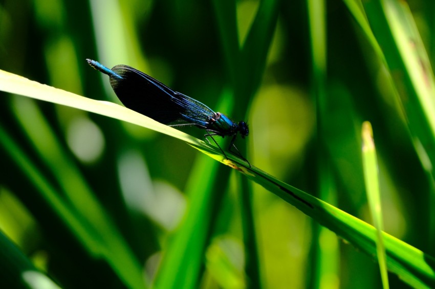 a blue and black insect sitting on a blade of grass