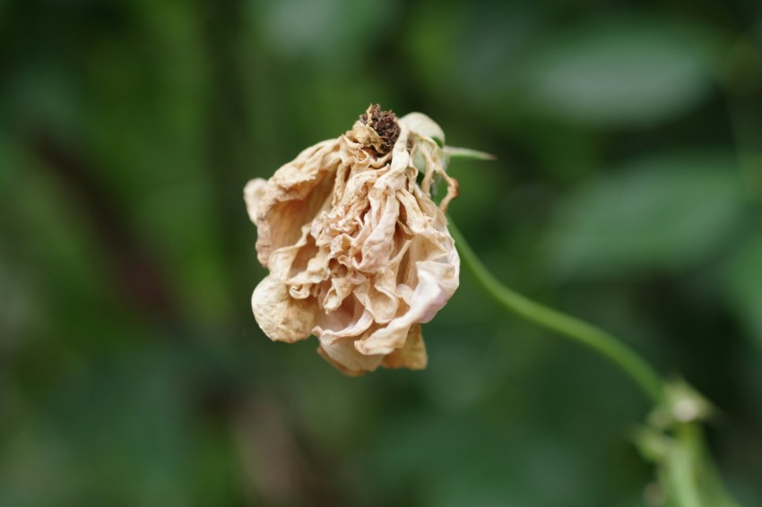 a flower with a bug crawling on it