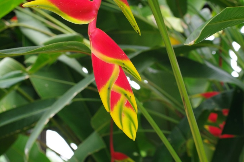 a red and yellow flower with green leaves