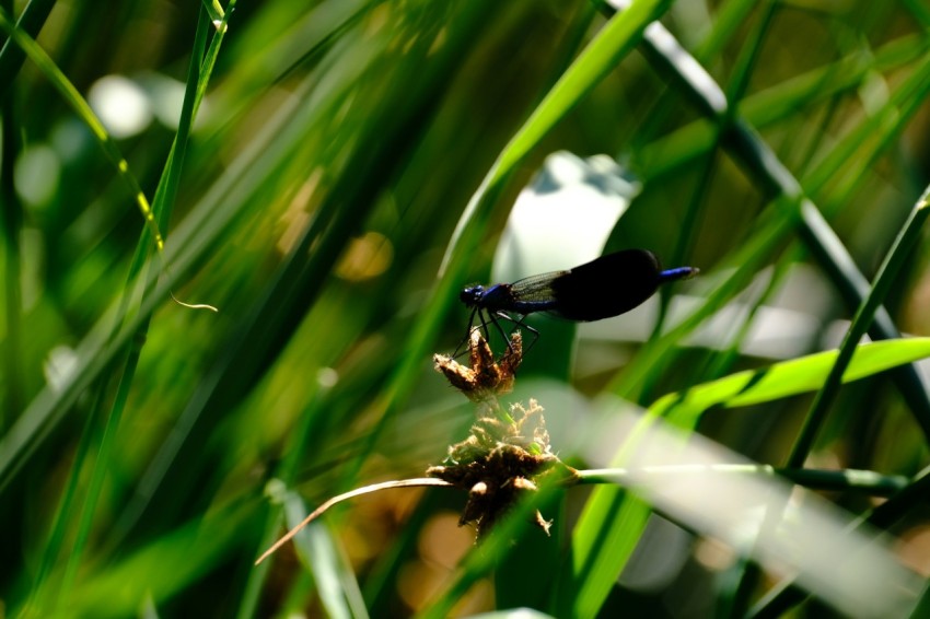 a black and white bird sitting on top of a green plant