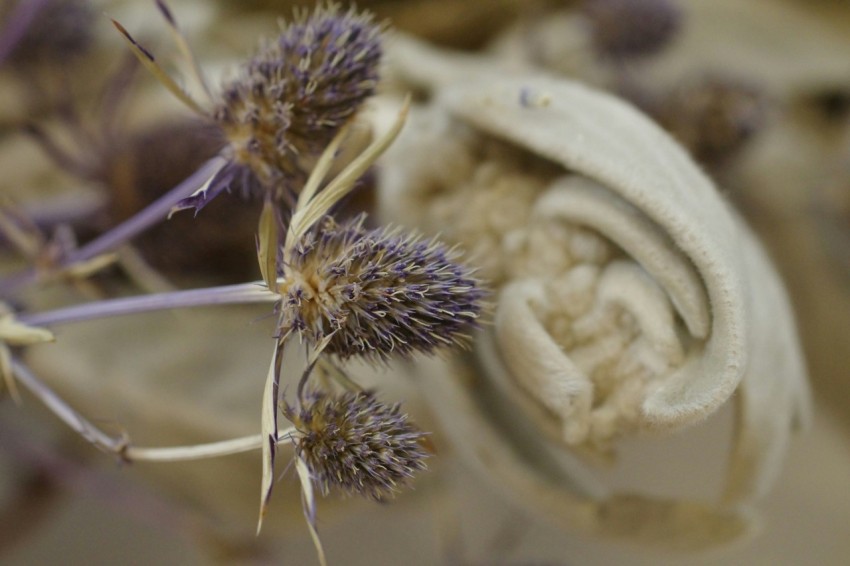 a close up of a plant with purple flowers