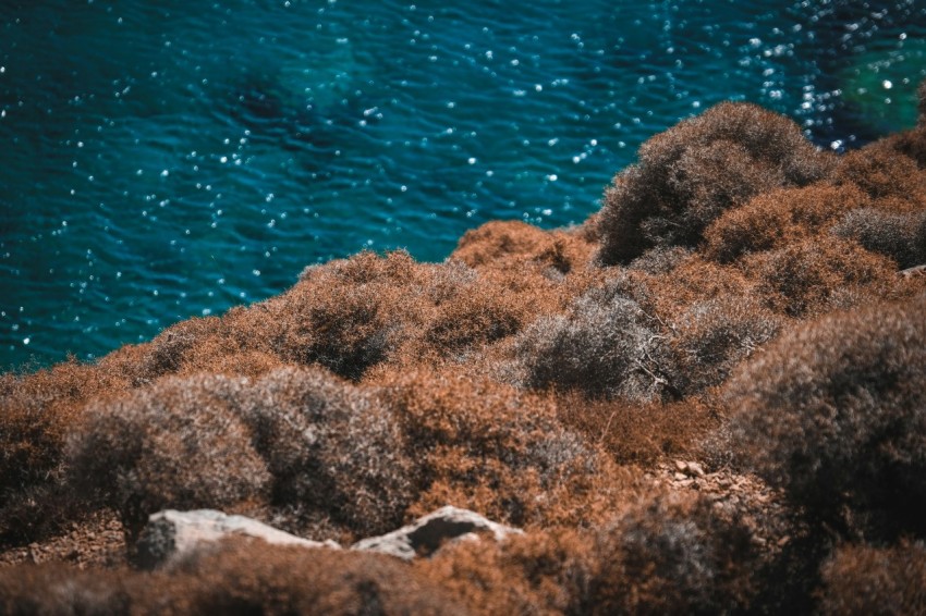 a bird sitting on top of a patch of grass next to a body of water