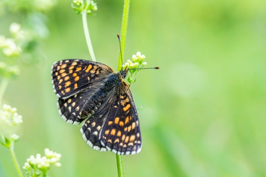 a close up of a butterfly on a flower uSA8Azn5