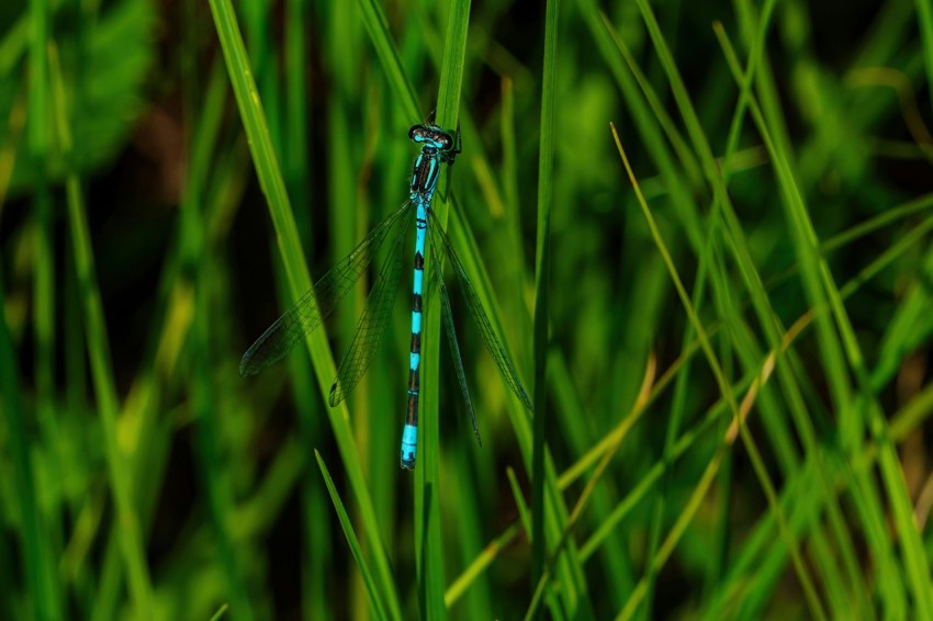 a blue dragonfly sitting on top of a green grass covered field