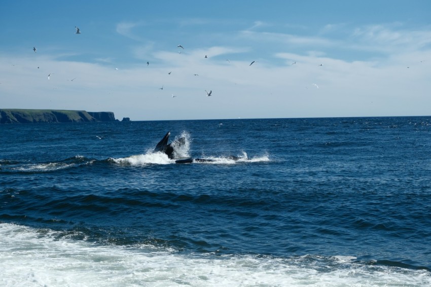 a person on a surfboard in the water