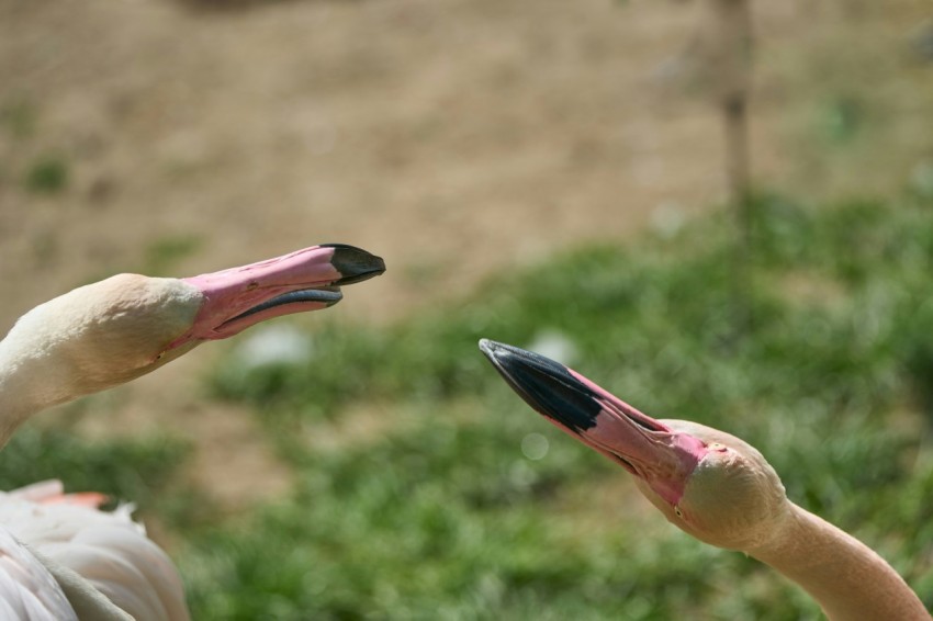 a couple of flamingos standing next to each other