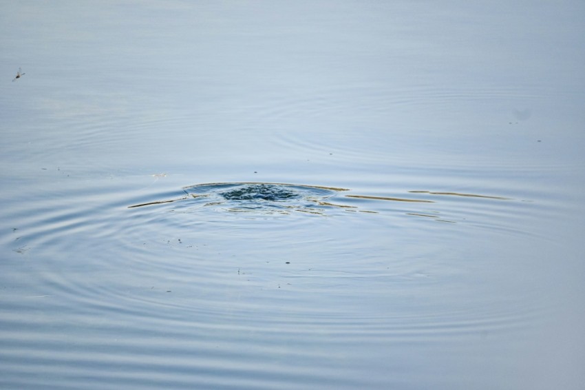 a bird is swimming in a body of water