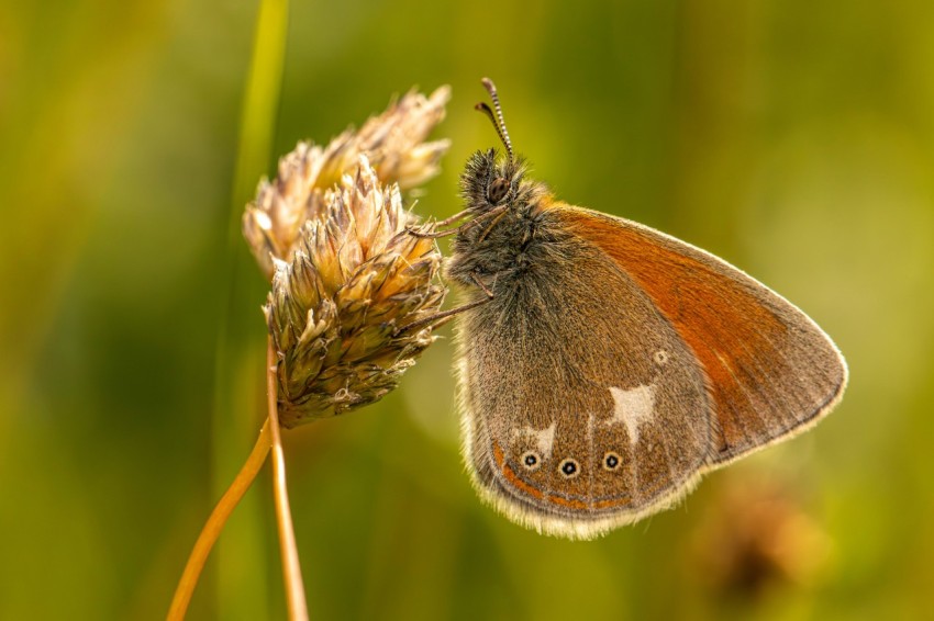 a brown and white butterfly sitting on a plant Qhs901Du