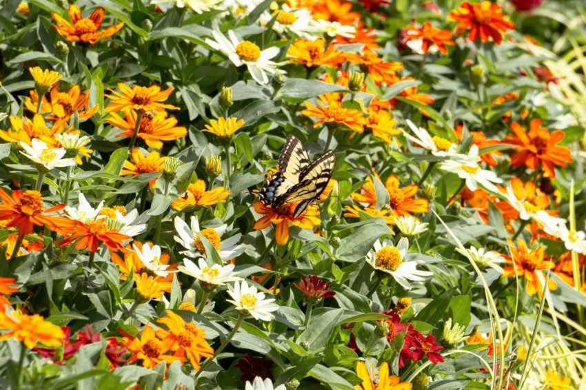 a butterfly sitting on top of a field of flowers