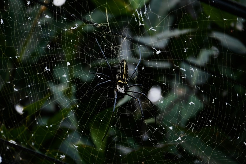 a close up of a spider web on a tree