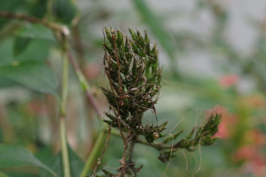 a close up of a plant with a blurry background