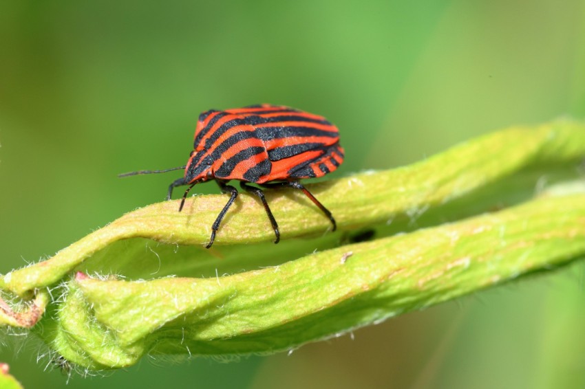 a red and black bug sitting on top of a green plant