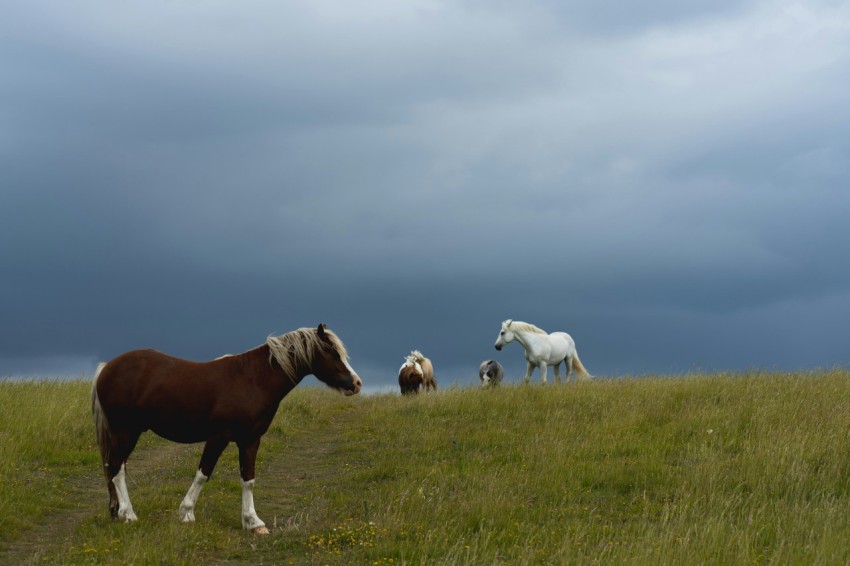 a group of horses standing on top of a grass covered field