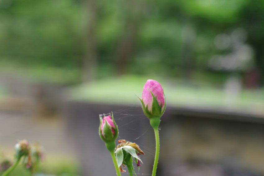 a close up of a pink flower with a blurry background