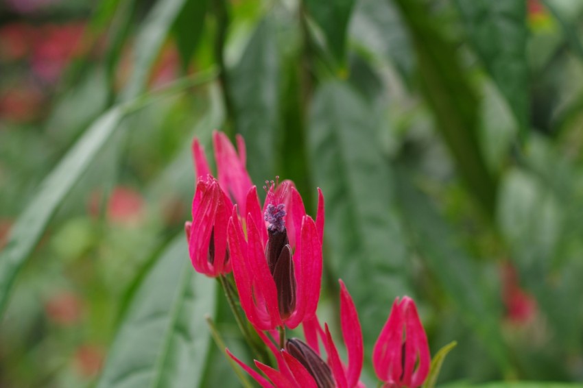 a close up of a red flower in a field