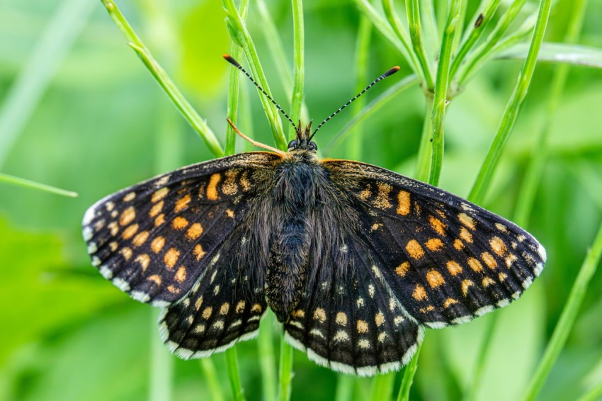 a close up of a butterfly on a plant