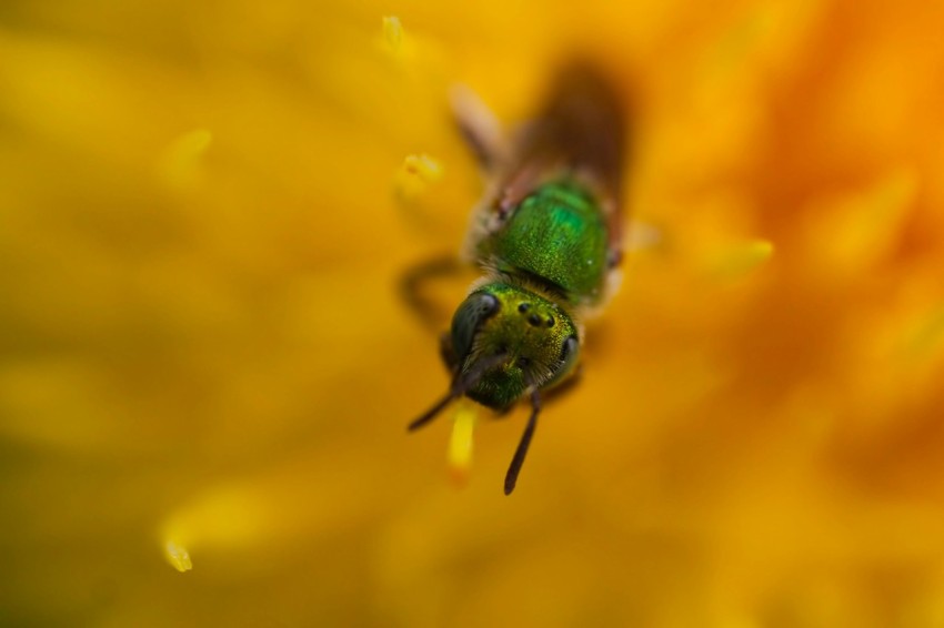 a close up of a bee on a flower