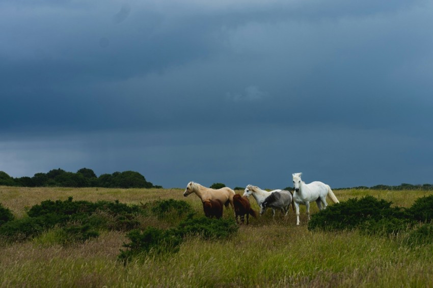 a group of horses standing on top of a lush green field