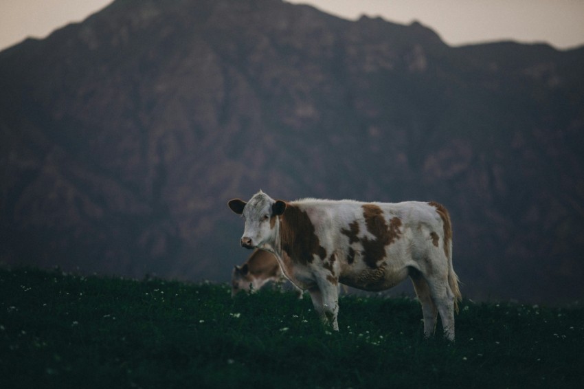 a brown and white cow standing on top of a lush green field