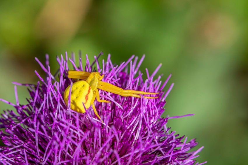 a yellow spider sitting on top of a purple flower