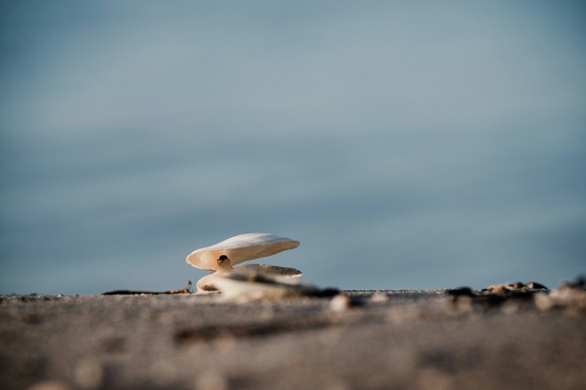 a mushroom sitting on top of a sandy beach