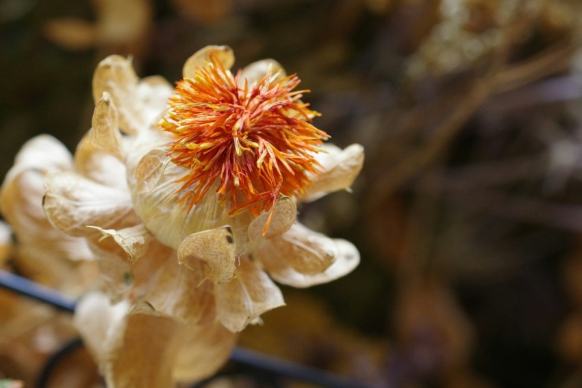 a close up of a flower with a blurry background