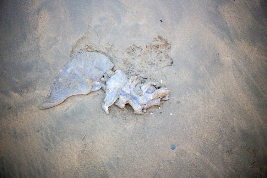 a piece of paper that has been left in the sand