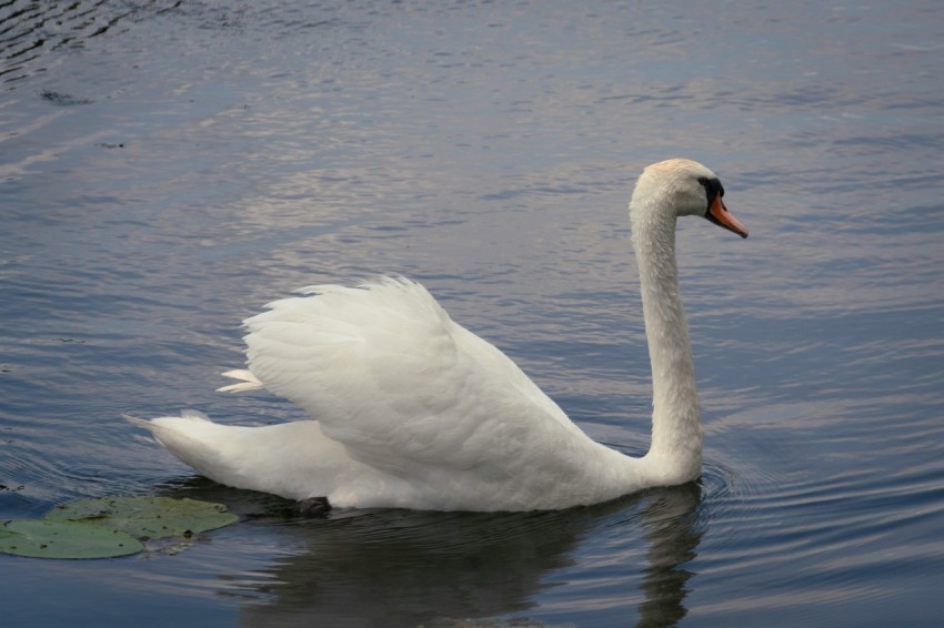 a white swan floating on top of a body of water