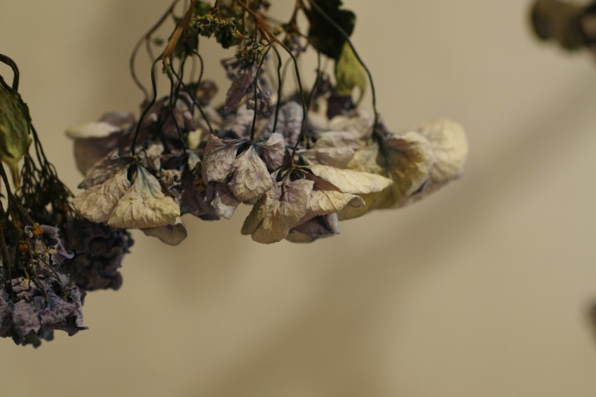 a bunch of dried flowers hanging from a hook