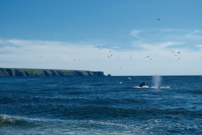 a large body of water with birds flying over it