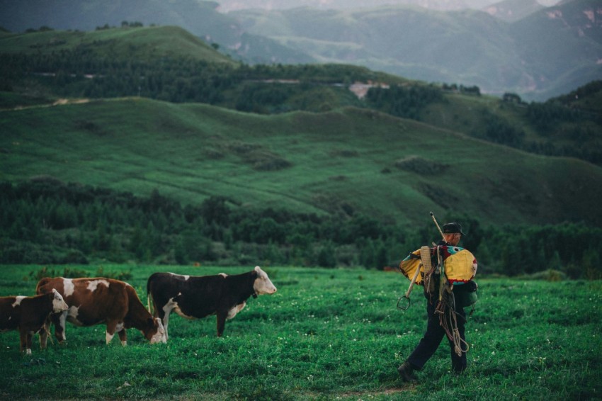 a man standing in a field with cows